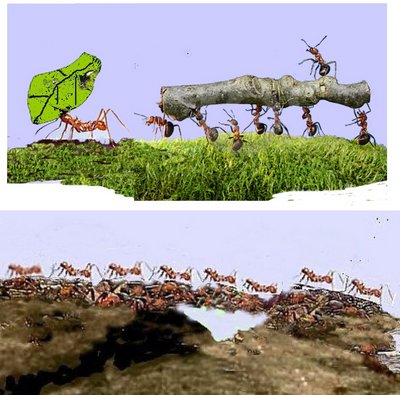 Ameisentransport